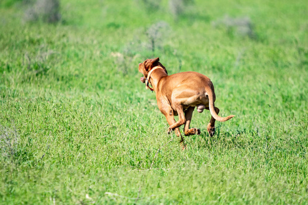 Мисливський червоний собака біжить на зеленій траві. Літній зелений луг
. - Фото, зображення