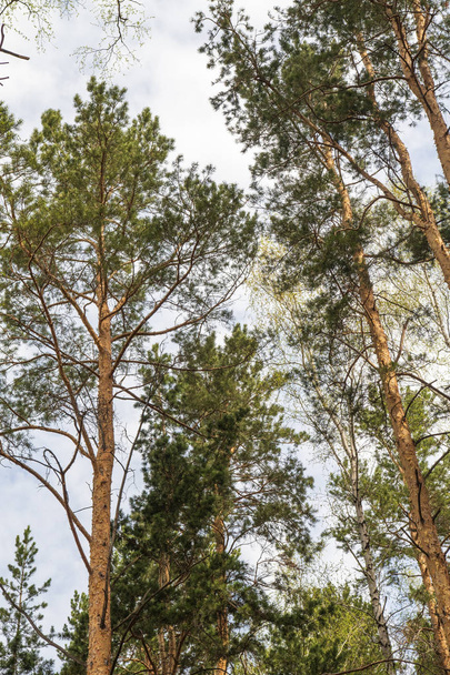 Pine trees against the blue sky view from the bottom, pine forest landscape. - Foto, Bild