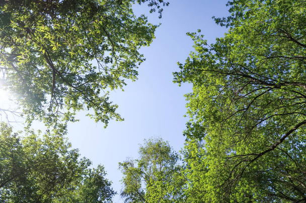 grüne Blätter der Bäume Blick von unten gegen den blauen Himmel, Frühling Natur. - Foto, Bild