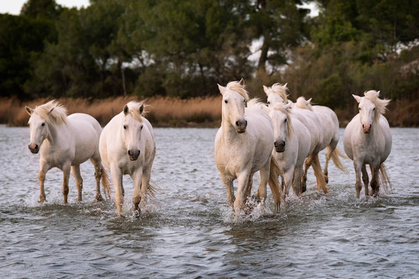 Białe konie w Camargue, Francja. - Zdjęcie, obraz