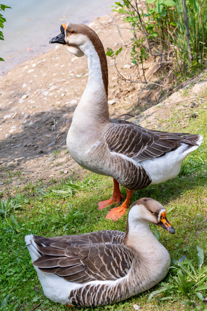 Goose gray close-up in green grass, nature bird gray goose. - Foto, imagen