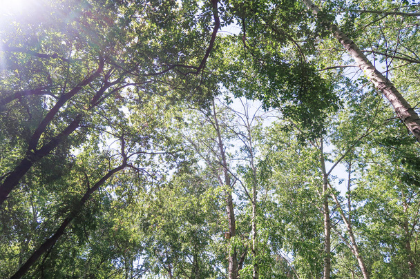 Feuilles vertes des arbres vue d'en bas contre le ciel bleu, printemps nature
. - Photo, image
