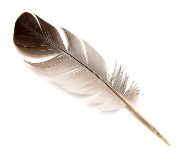 φτερό ενός πουλιού σε λευκό φόντο. - Φωτογραφία, εικόνα