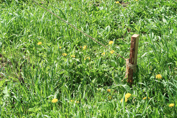 Wooden stake in the ground with a rope in the green grass. - Photo, Image