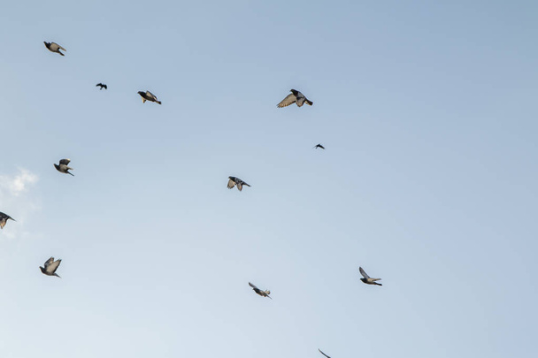 Pigeons fly against the blue sky. - Foto, Bild