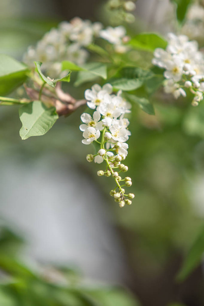 Kukat valkoinen kirsikka puun vihreissä lehdissä
. - Valokuva, kuva