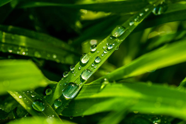 Herbe verte avec gouttes de pluie, paysage gros plan
. - Photo, image