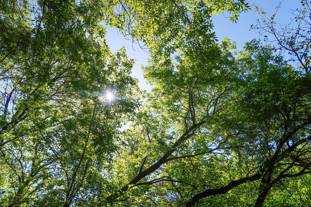 Green leaves of trees view from below against the blue sky, spring nature. - Photo, Image