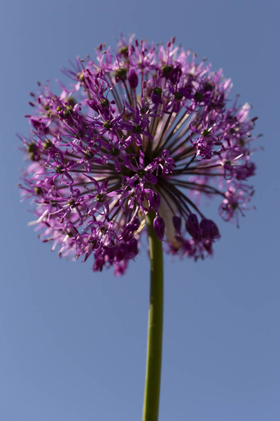 Purple Sensation Allium. Unique, globe-shaped blooms are made up of hundreds of tiny flowers. - Photo, Image