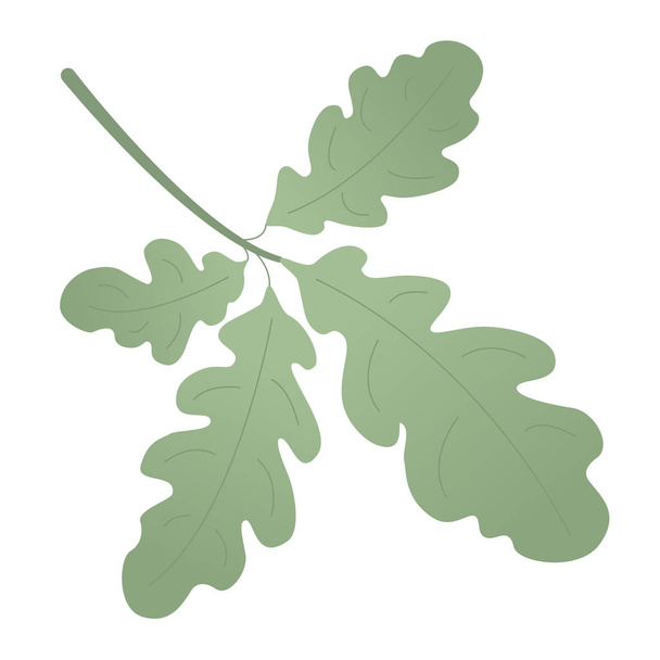 Dąb zielony liść do dekoracji i szczegółowe lub dekoracje. Lato piękny prosty liść. - Wektor, obraz