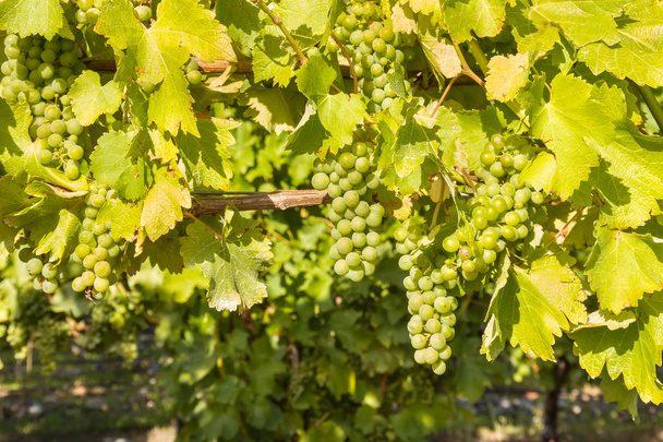 ripe White Riesling grapes on vine in vineyard with copy space below - Photo, Image