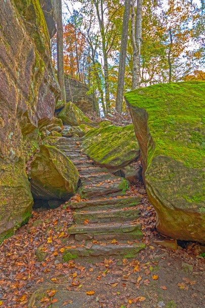 Moss cubierto pasos en el sendero forestal
 - Foto, imagen