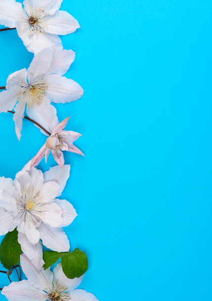 білі квіти і зелене листя клематиса на синьому фоні
 - Фото, зображення