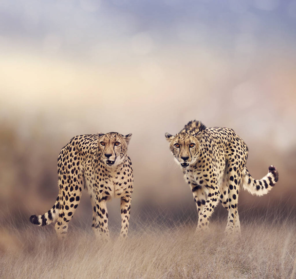 Cheetahs w użytków zielonych - Zdjęcie, obraz