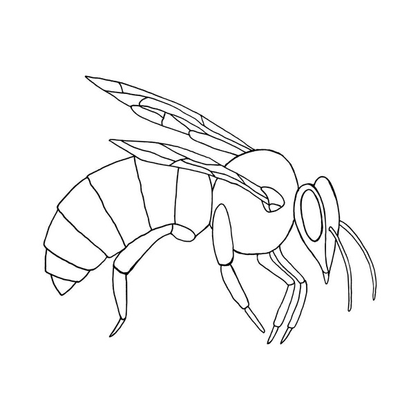 Vector honey bee icon on white background.  - Vector, imagen