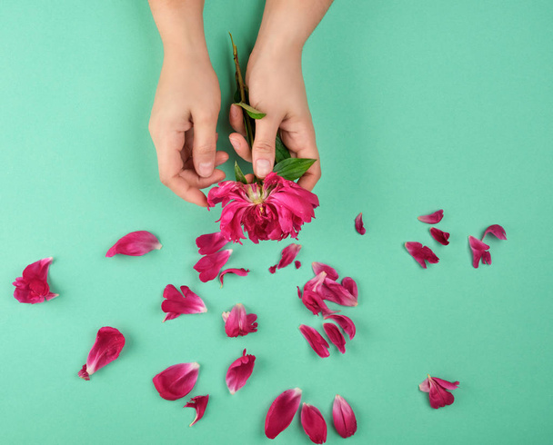 two hands of a young girl with smooth skin and red peony petals  - Foto, Imagen