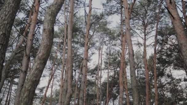 Ветки деревьев на фоне голубого неба
. - Кадры, видео