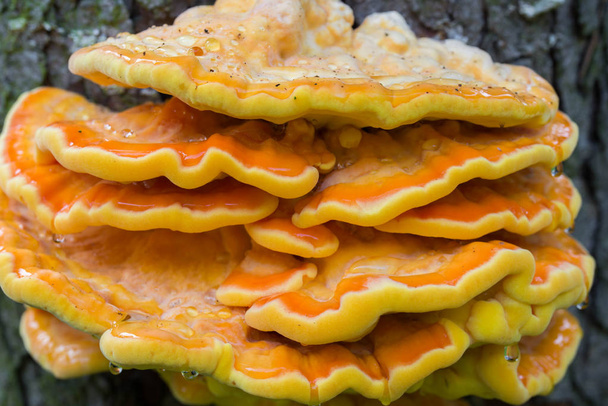 orange  fungus on tree - laetiporus sulphureus, sulphur shelf  - Photo, Image