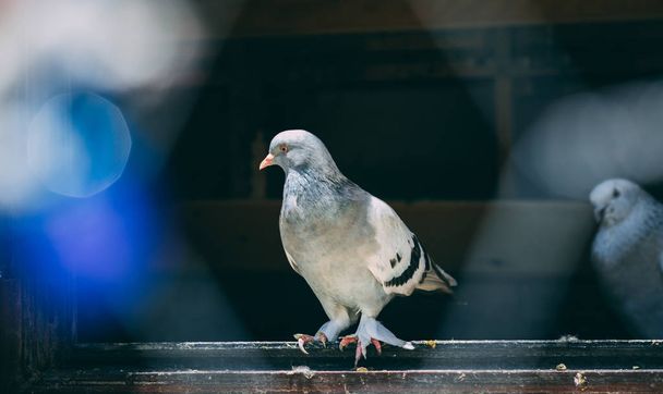 Ritratto di un piccione specifico in gabbia
. - Foto, immagini