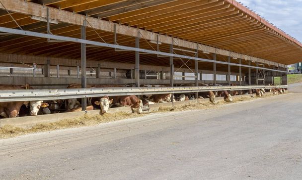 велика рогата худоба в сараї
 - Фото, зображення