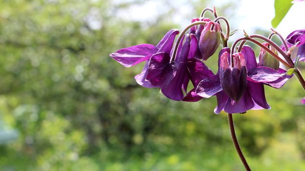 detail of purple flower bell aquilegia - Photo, Image