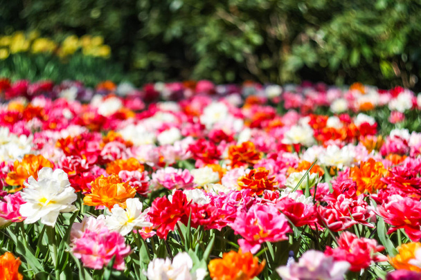 colorful tulips in the garden - Photo, Image