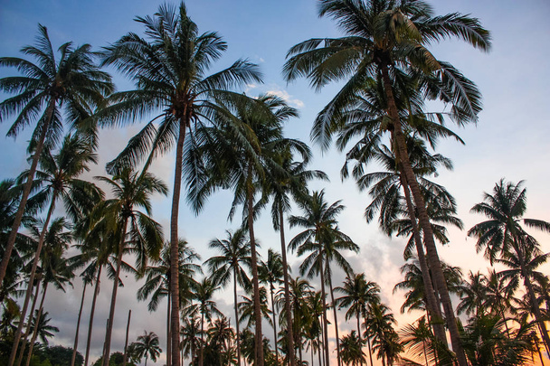 Palmbomen op een achtergrond van blauwe hemel - Foto, afbeelding