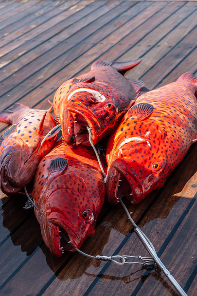 Close-up van Red Coral grouper op het dek. - Foto, afbeelding