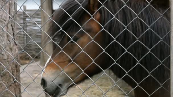 Portrét smutného hnědého koně za plotem na farmě. Venku. Close-up. - Záběry, video