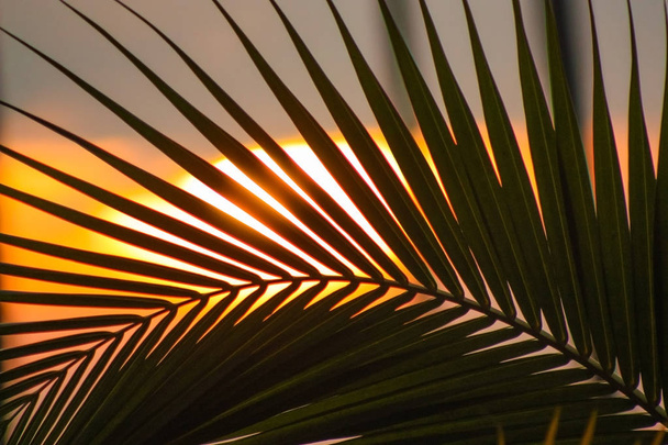 tropische achtergrond, Palm bladeren bij zonsondergang - Foto, afbeelding