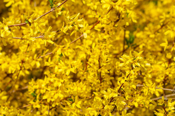 Blooming forsythia, background - Фото, изображение