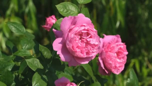 Vörös Rózsa kert virágzik napos nyári nap videó közeli makró hatásai nagyítás, a kamera mozgatása és a lassú mozgás - Felvétel, videó