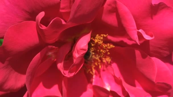 La roseraie rouge fleurit ensoleillée journée d'été vidéo close-up macro avec des effets de zoom, déplacement de la caméra et au ralenti
 - Séquence, vidéo