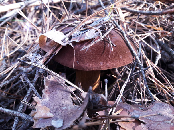 Pilz im Wald gefunden - Foto, Bild