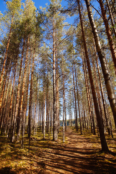 Pine forest in Karelia region, Russia. - Φωτογραφία, εικόνα
