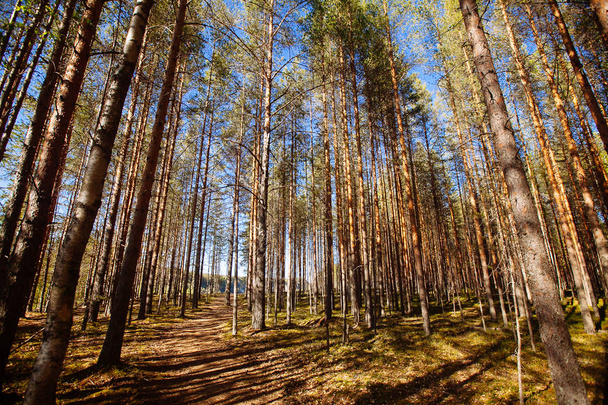 Pine forest in Karelia region, Russia. - Fotoğraf, Görsel