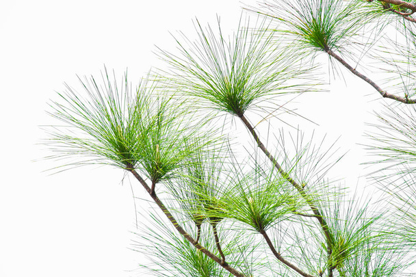 Close-up van de bladeren van de Merkus Pine of Sumatran Pine (Pinus merkusii Jungh. & de Vriese). geïsoleerd op witte achtergrond. - Foto, afbeelding