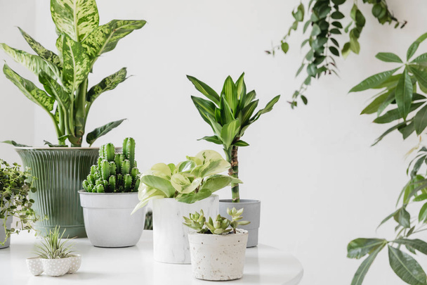 close up view of various green plants in room - Foto, Imagem