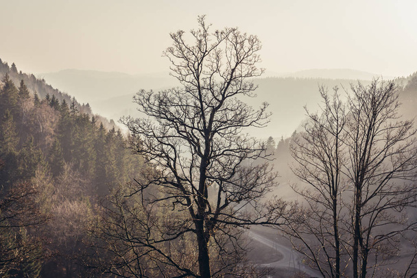 Soví hory v Polsku - Fotografie, Obrázek