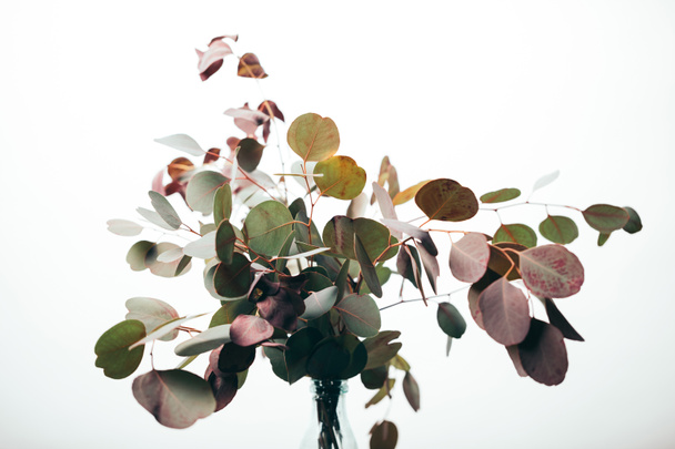 ramas de eucalipto decorativas verdes en jarrón aislado en blanco
 - Foto, Imagen