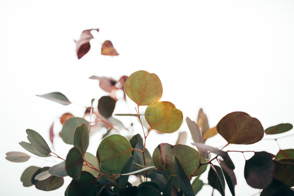 selective focus of decorative eucalyptus branches isolated on white - Foto, Bild