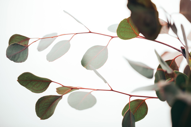 primer plano de las ramas de eucalipto aisladas en blanco
 - Foto, Imagen