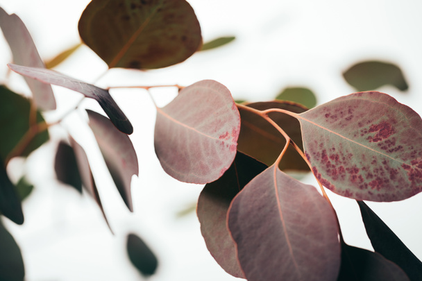 close up of green eucalyptus leaves isolated on white - Valokuva, kuva