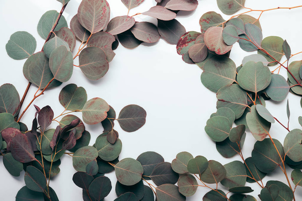 полум'я з зеленим листям евкаліпта на білому
 - Фото, зображення