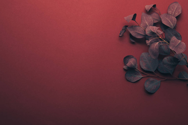 top view of eucalyptus leaves on red with copy space - Foto, Imagem