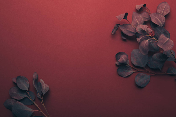 top view of eucalyptus branches on red with copy space - Photo, Image