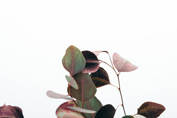 close up of green eucalyptus leaves isolated on white - Photo, Image