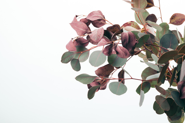 primer plano de hojas de eucalipto verde aisladas en blanco
 - Foto, Imagen