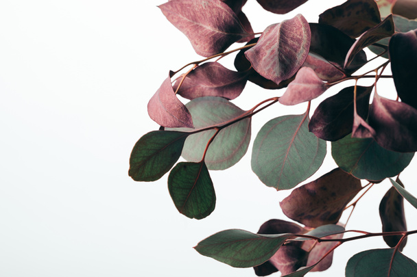 primer plano de ramas de eucalipto verde seco aisladas en blanco
 - Foto, Imagen