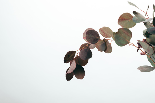 branches d'eucalyptus vert décoratives isolées sur blanc
 - Photo, image